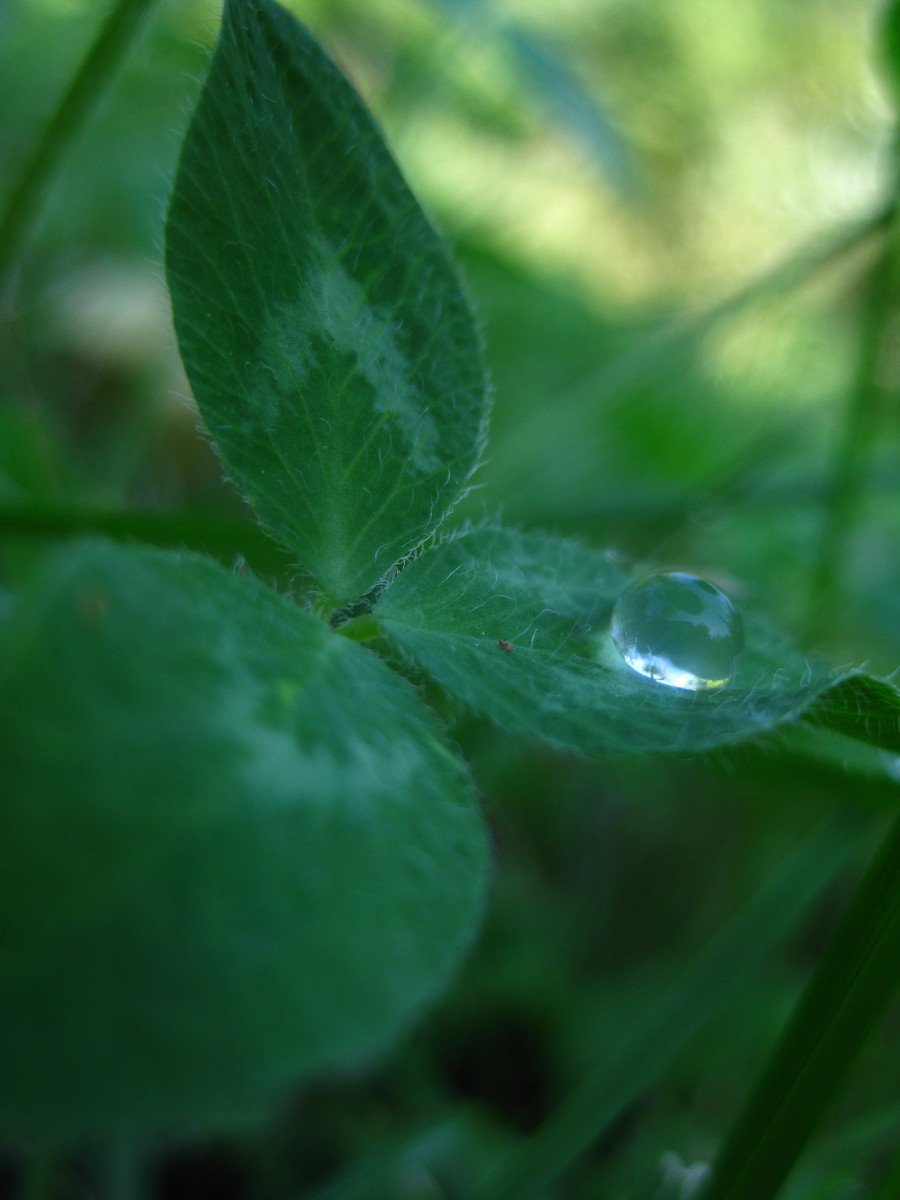 some water drops are on some green leaves