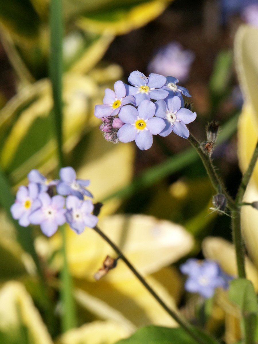 several small blue flowers are growing together