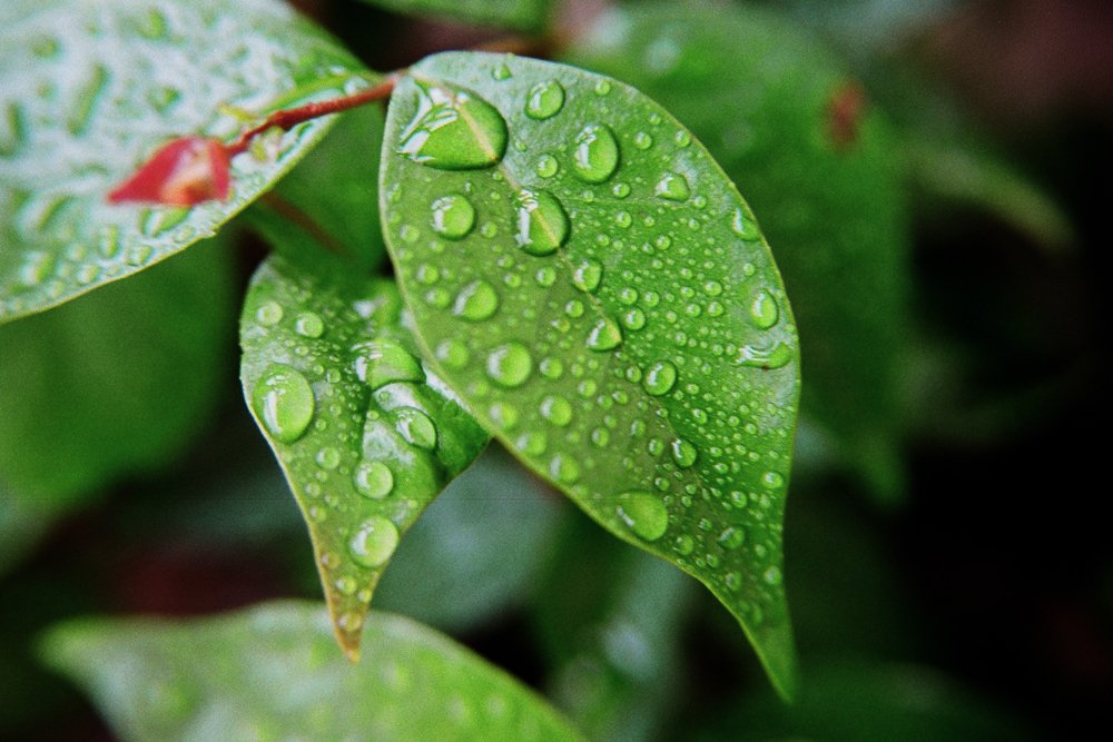 several drops of rain on a green leaf