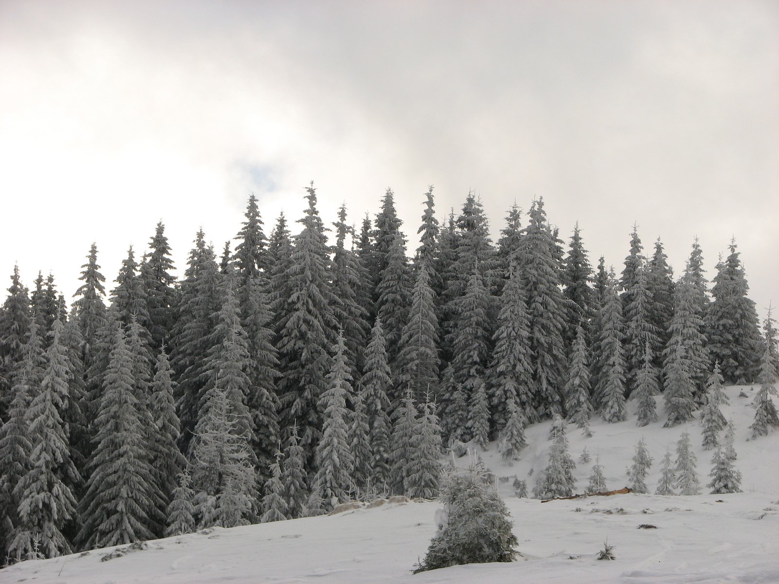 a view of trees that have already been taken from the snow