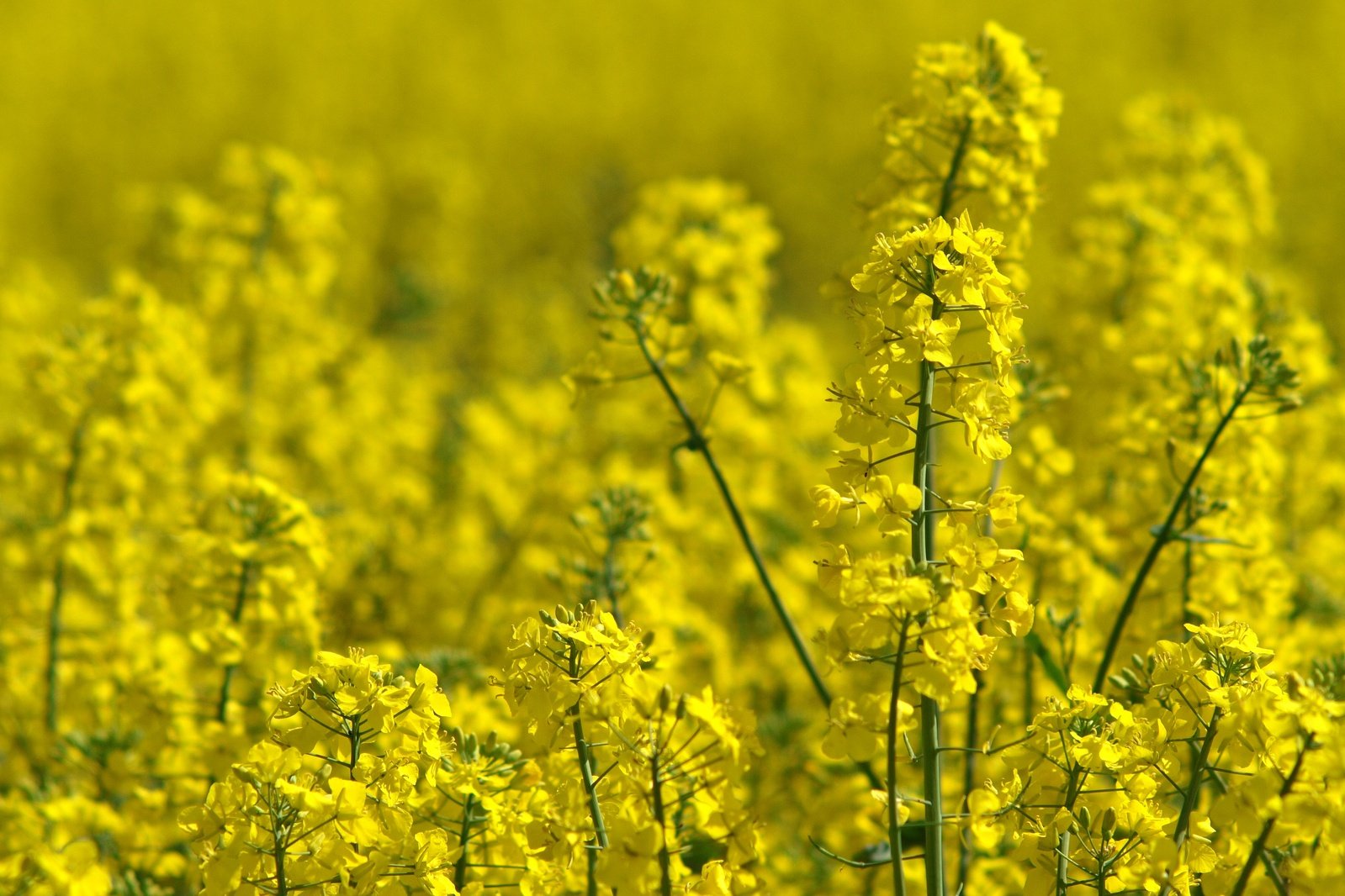 yellow flowers blooming in the middle of a field