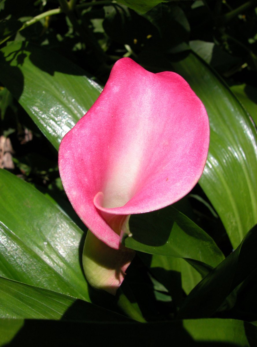 a pink flower on green leaves with a blurry background