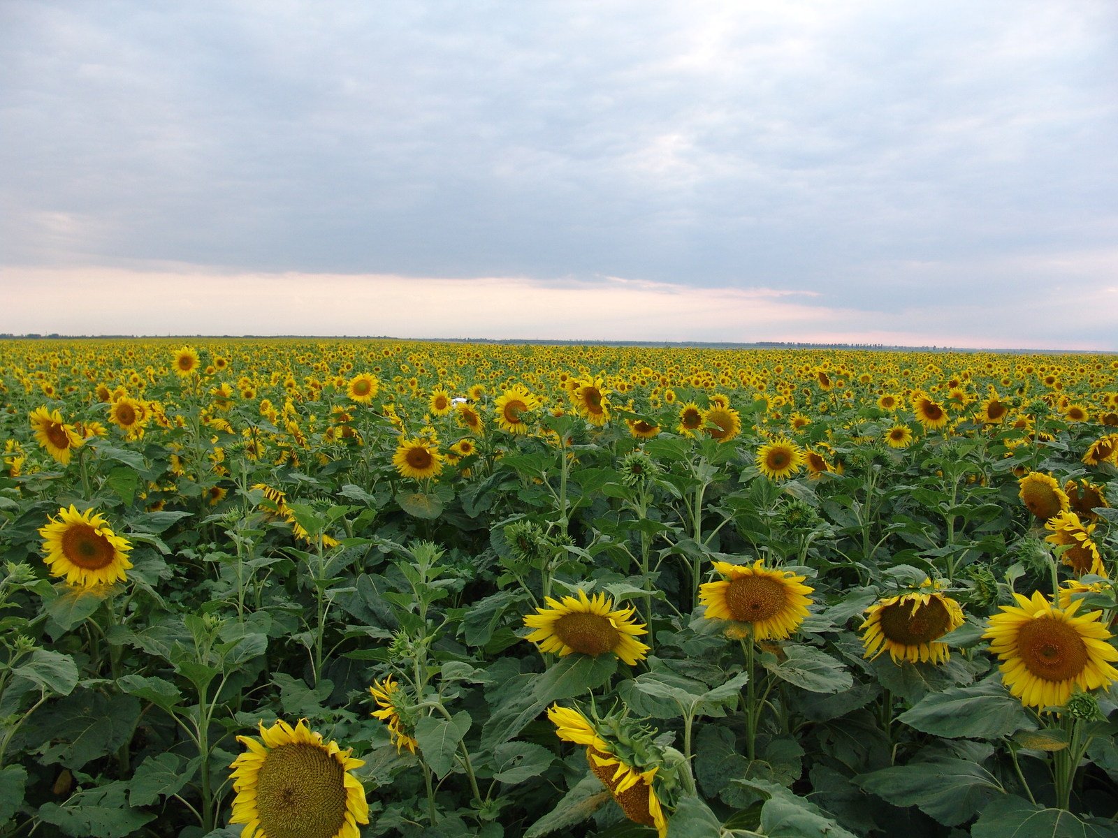 a field of sunflowers with a sky background