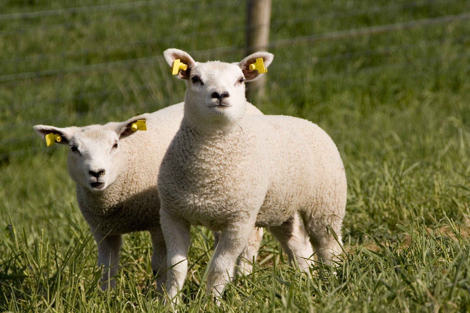 two lambs standing in grass looking into the camera