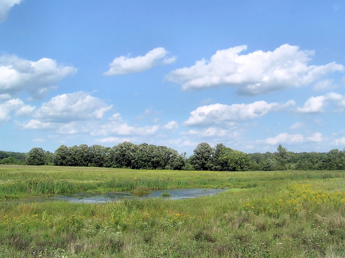 a field with water surrounded by trees and grass