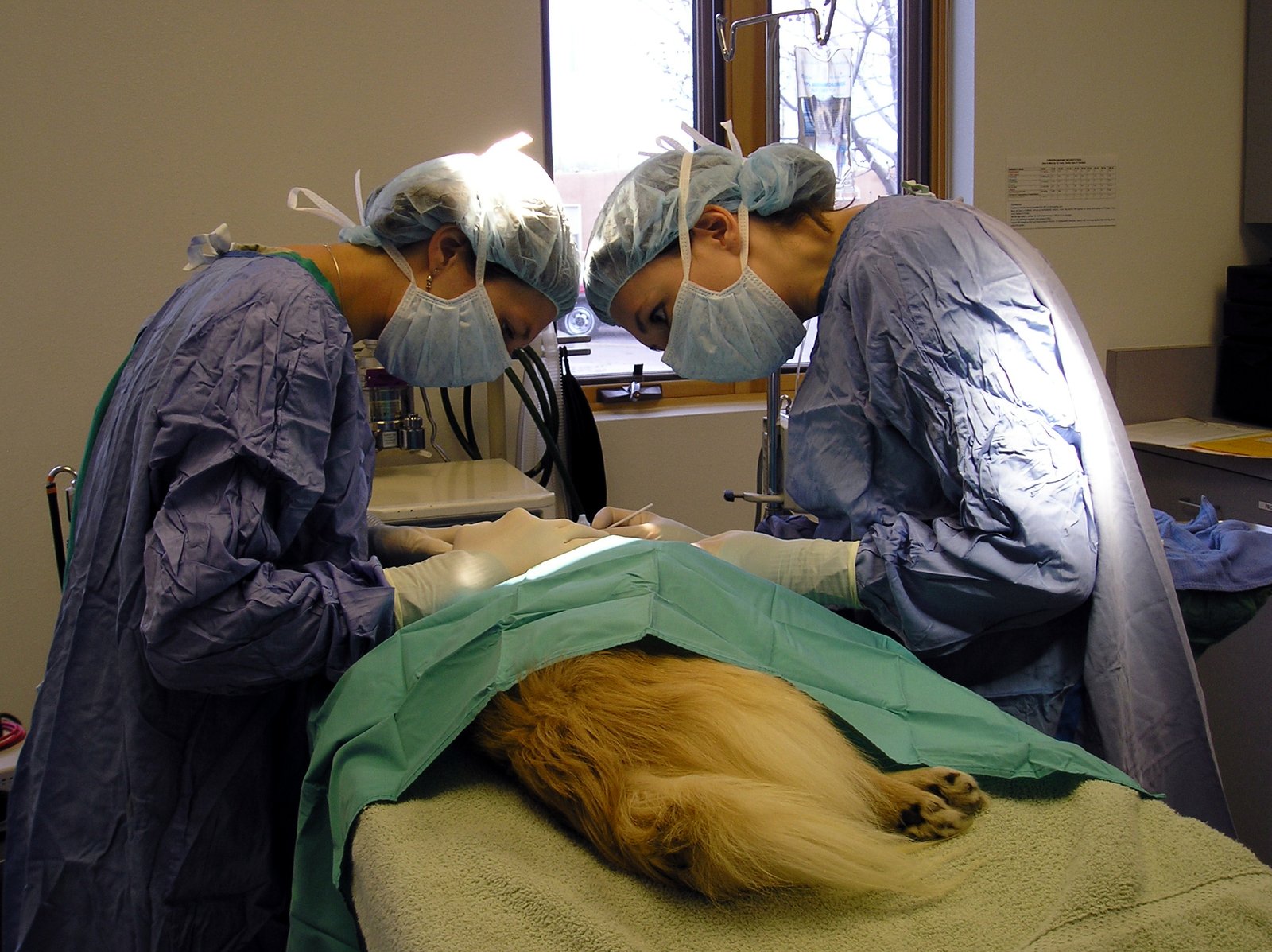 some doctors are checking the eyes of a yellow cat