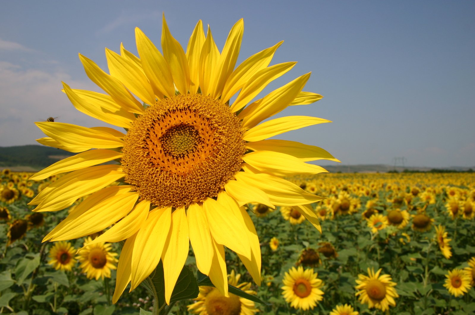 a large sunflower is shown in front of other flowers
