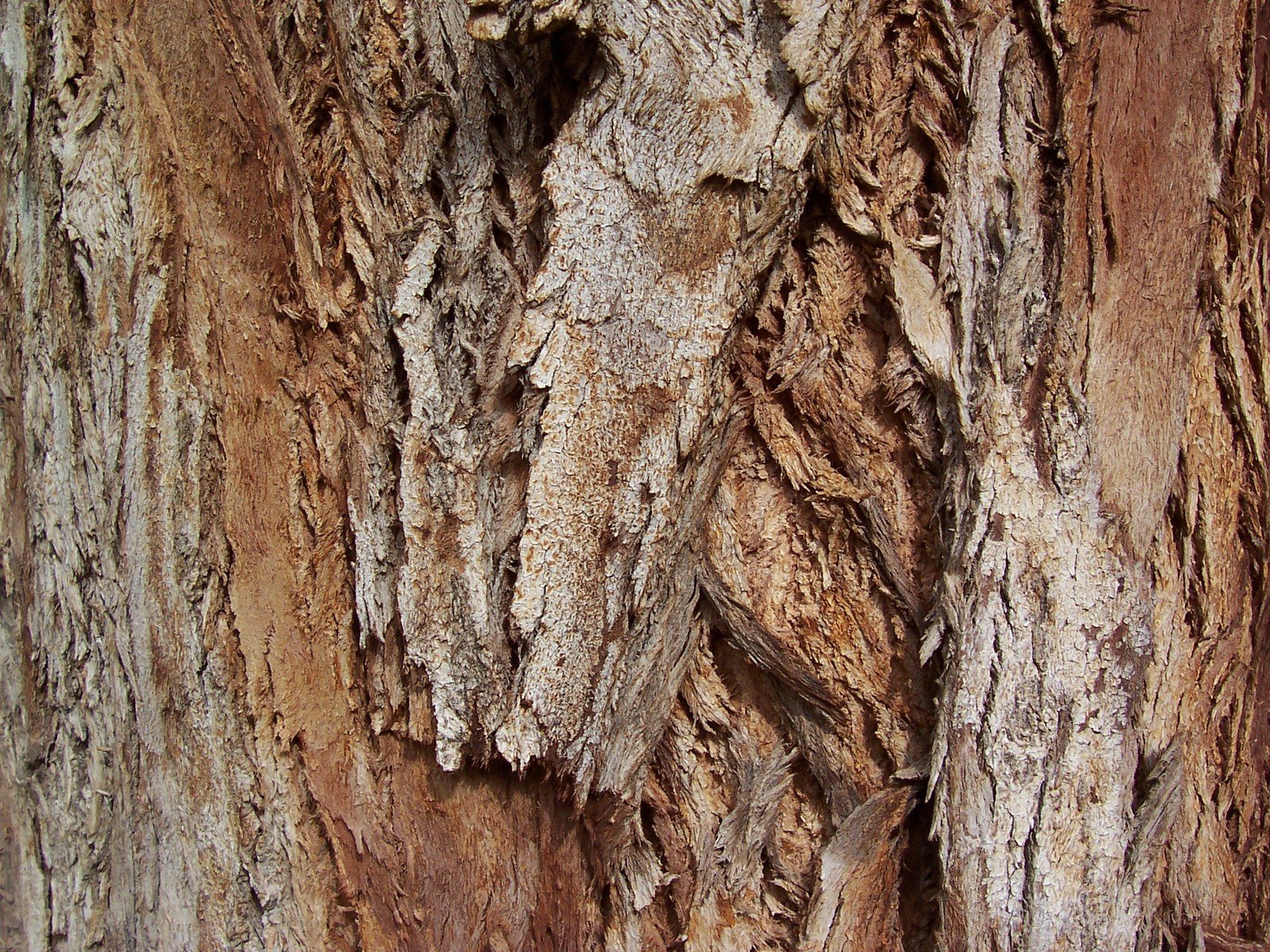 some bark on a tree with a bird in the background