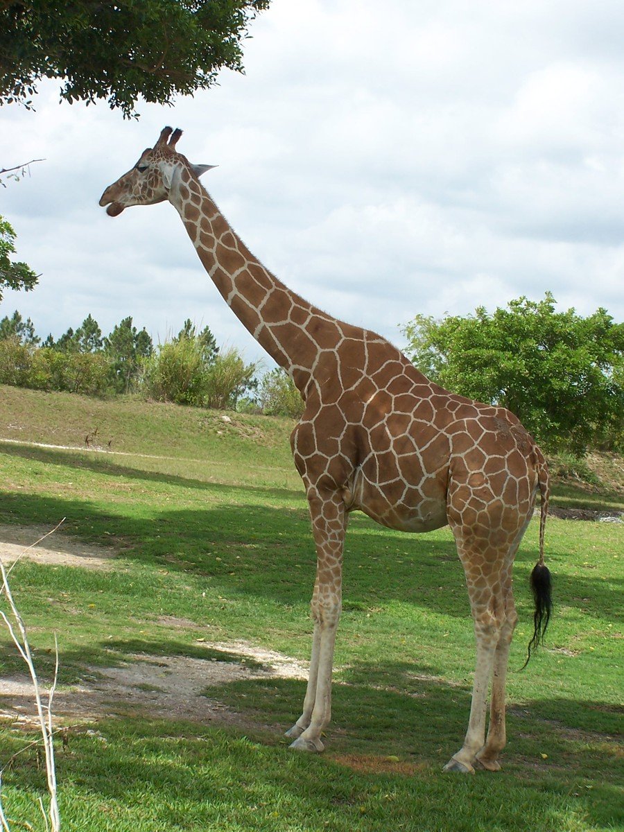 a giraffe with a tail sticking out of its mouth