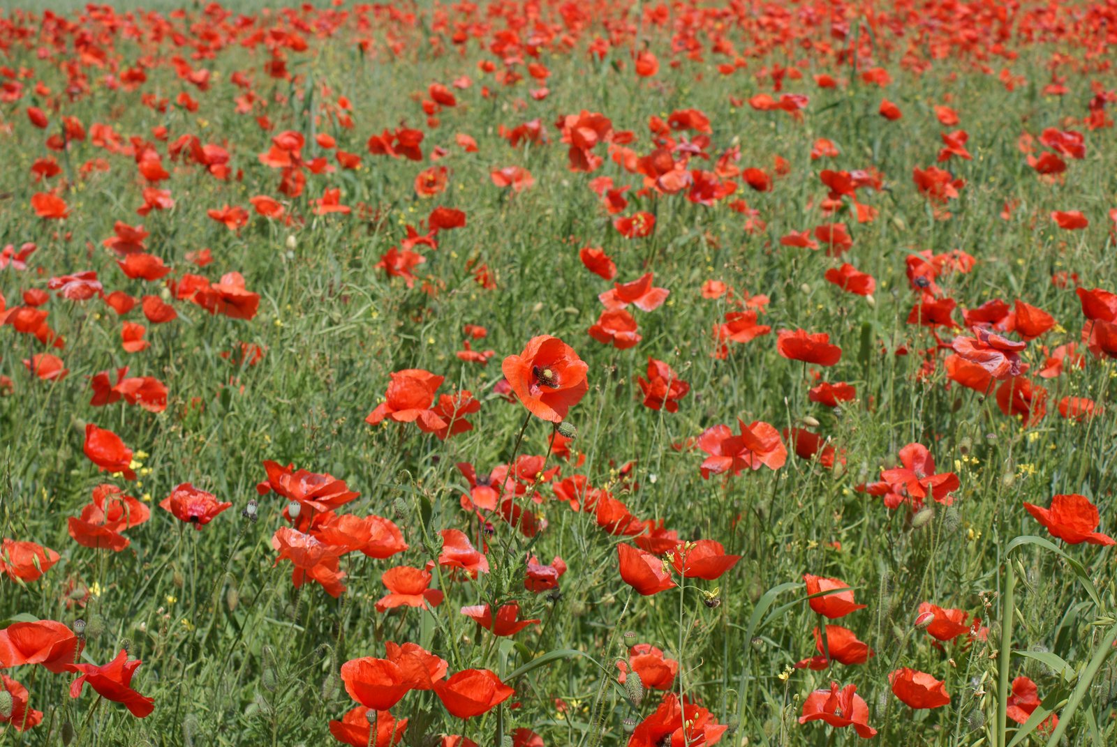 a bunch of red flowers are blooming on a large field