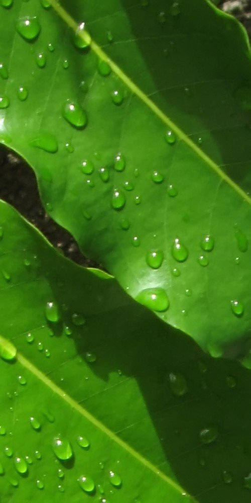 a po taken of some leaf and water droplets