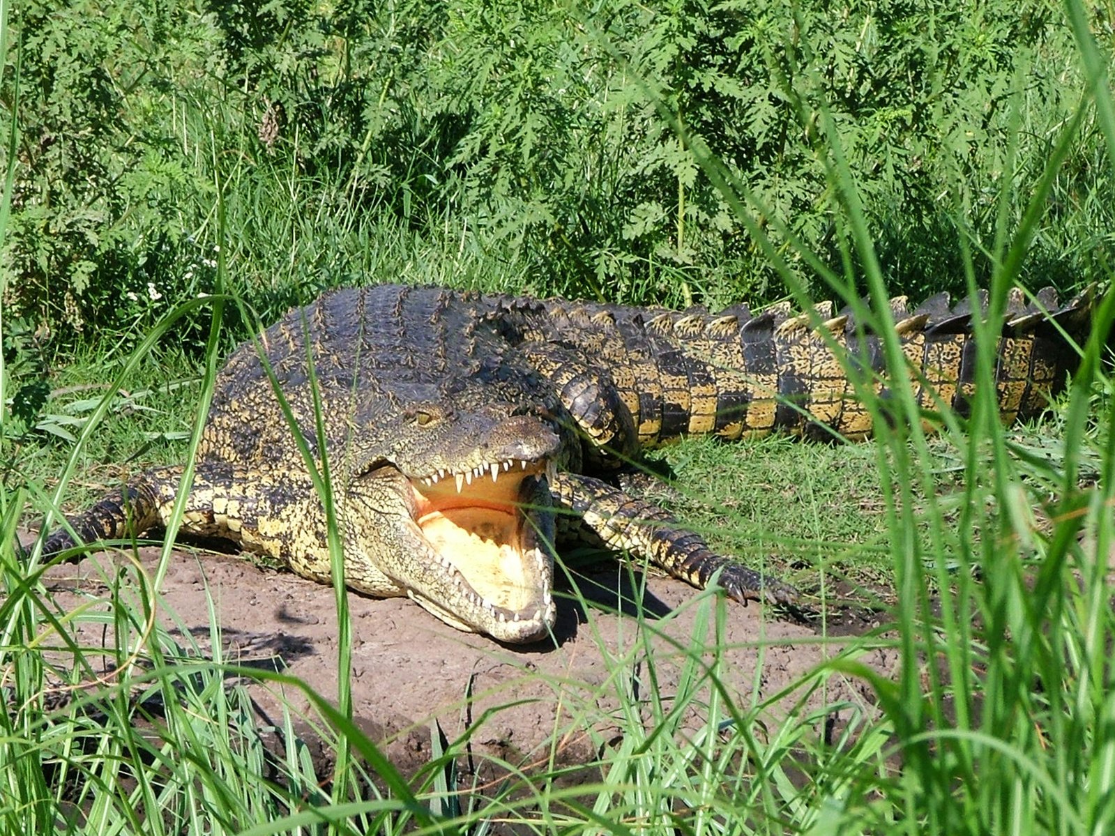 an animal is sitting on a rock outside