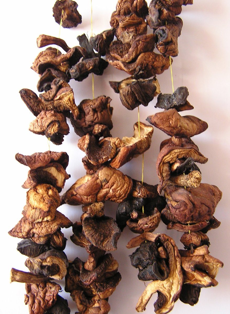 various dried mushrooms laid on top of each other