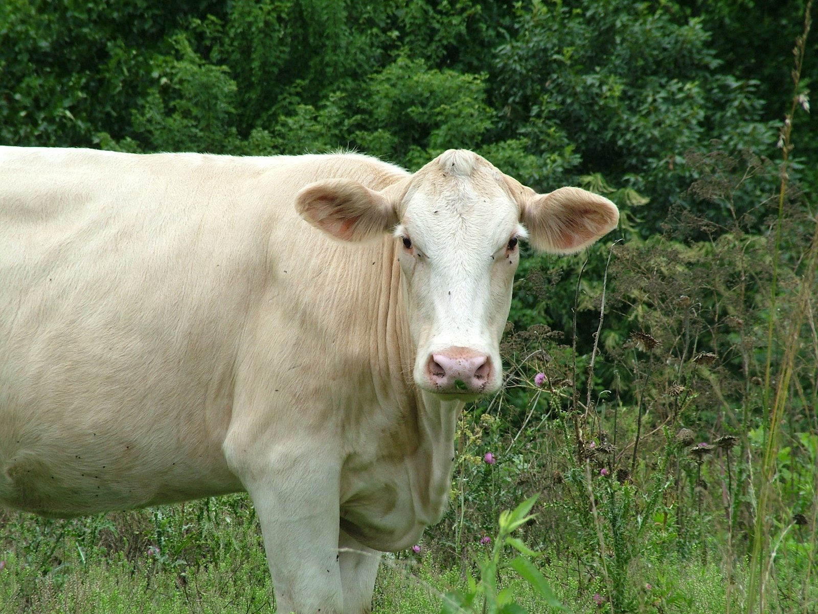 the cow is in an open field with grass