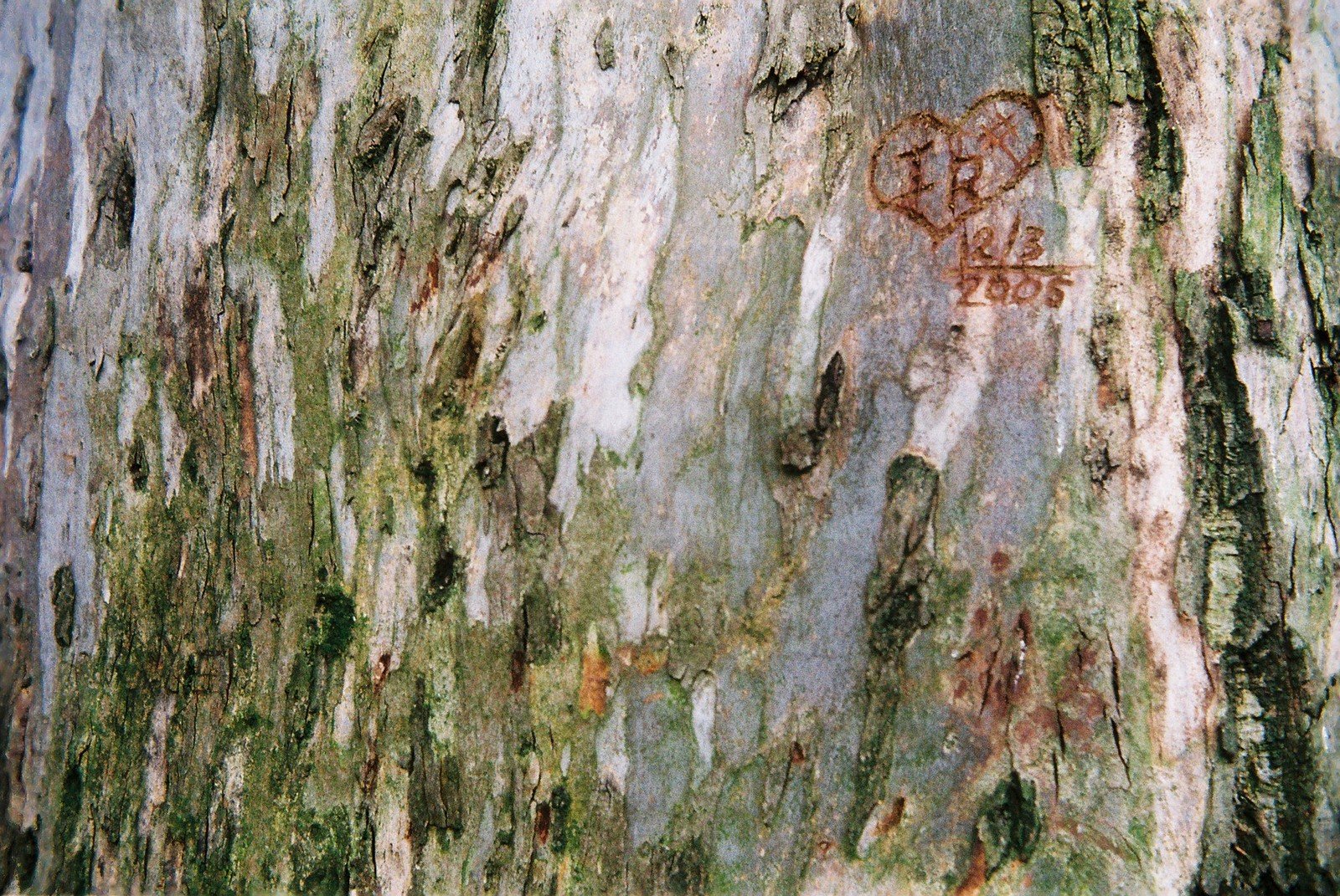 the bark on a tree has been defaced