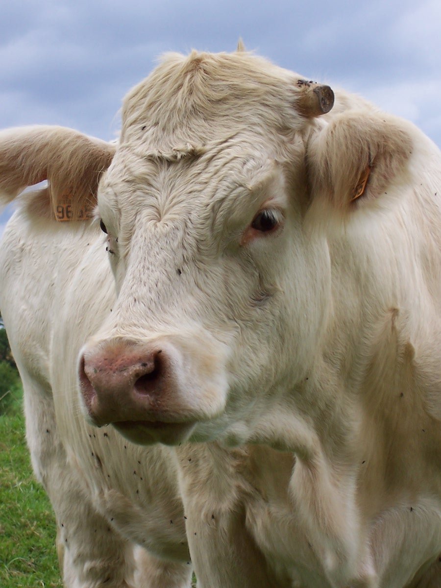 a cow looking into the camera with it's nose to the side