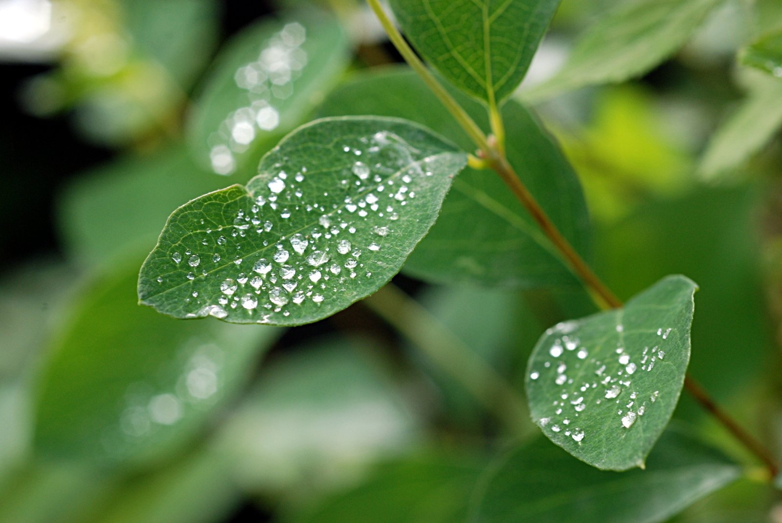 close up of water drops on a green leaf