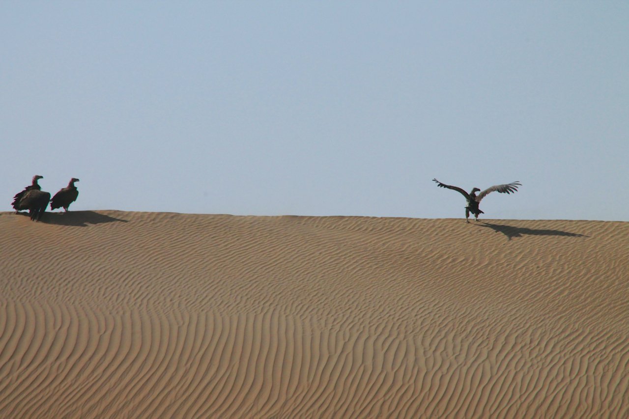 two birds standing on top of a sand dune
