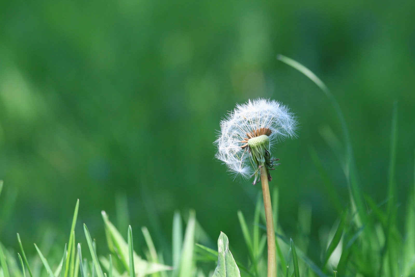 the dandelion is on top of the green grass