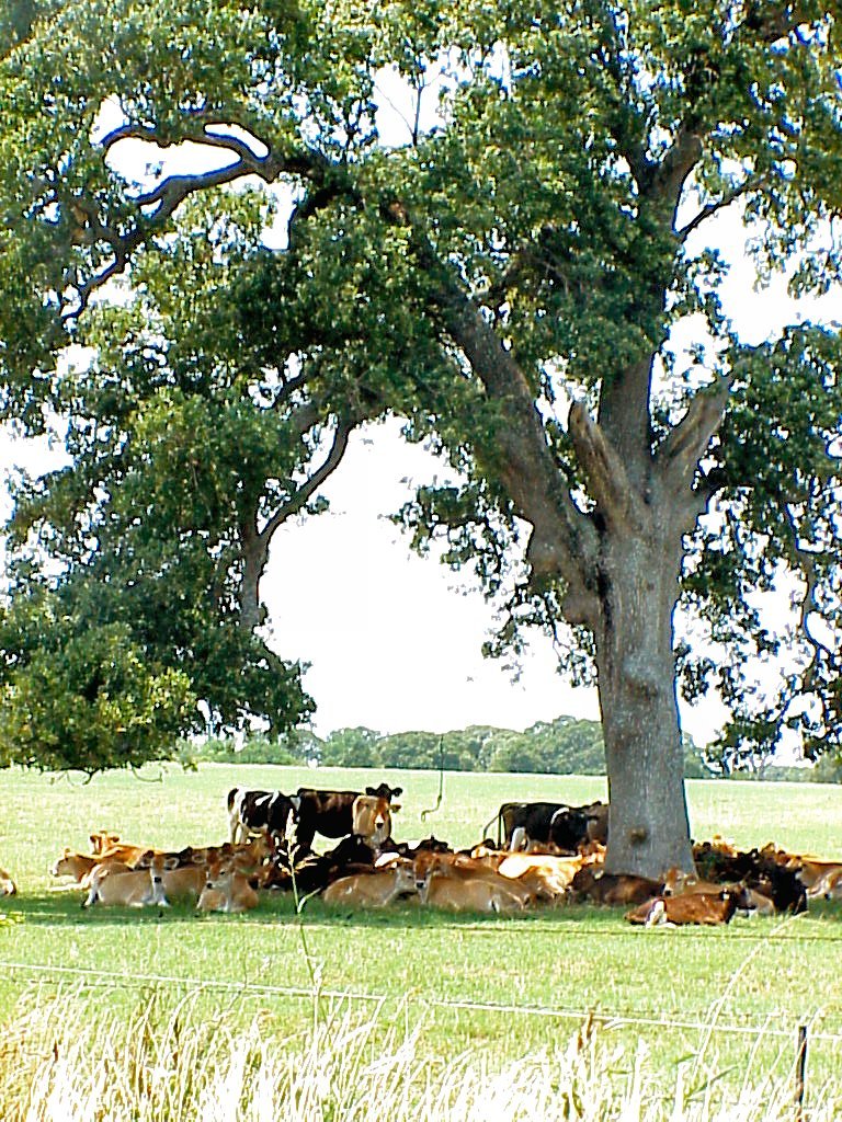 cows are lying down under a tree in the field