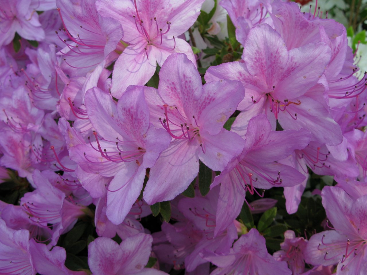 many pink flowers in bloom and some white