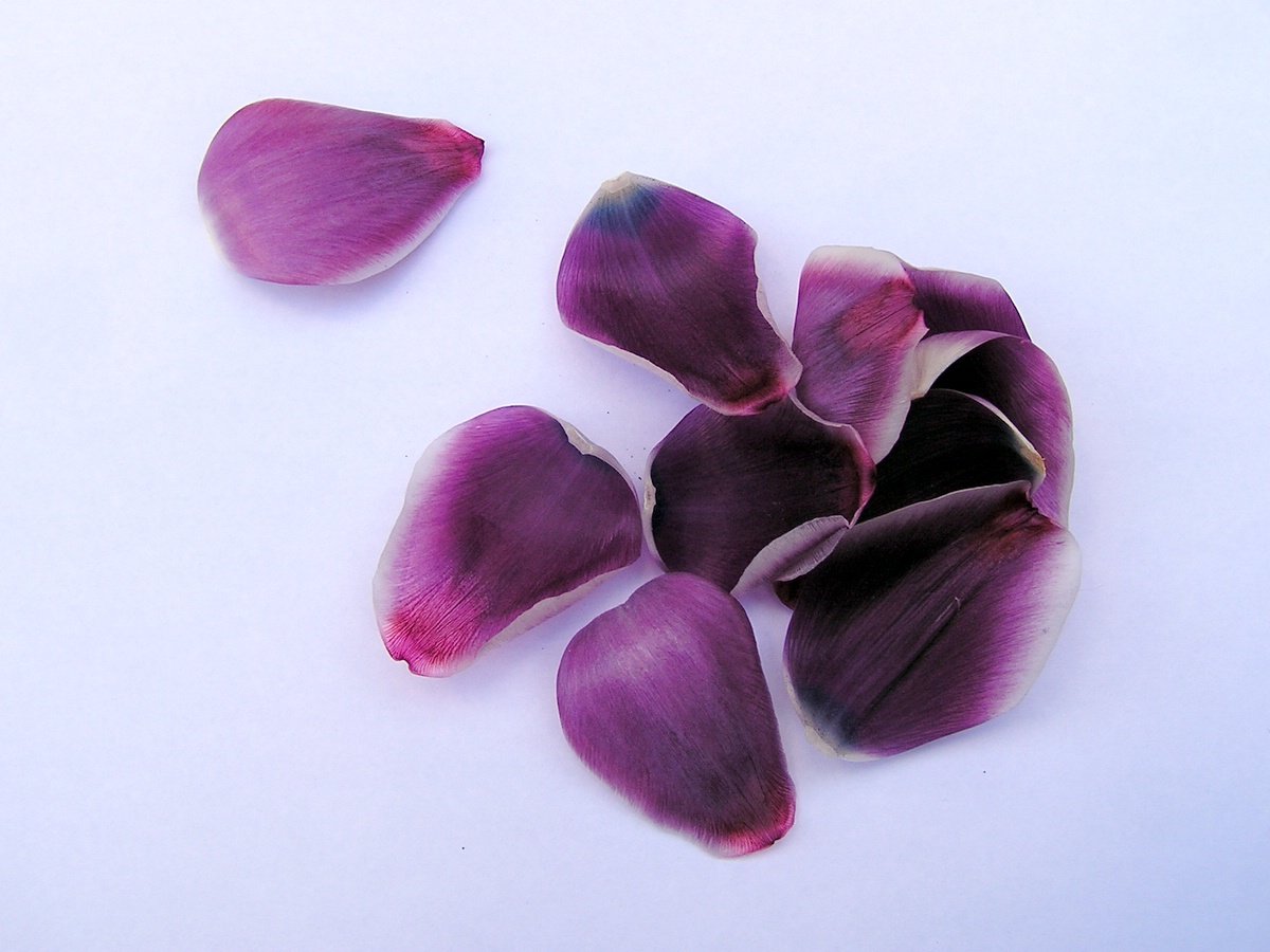 three purple flowers and two open petals laying on white surface