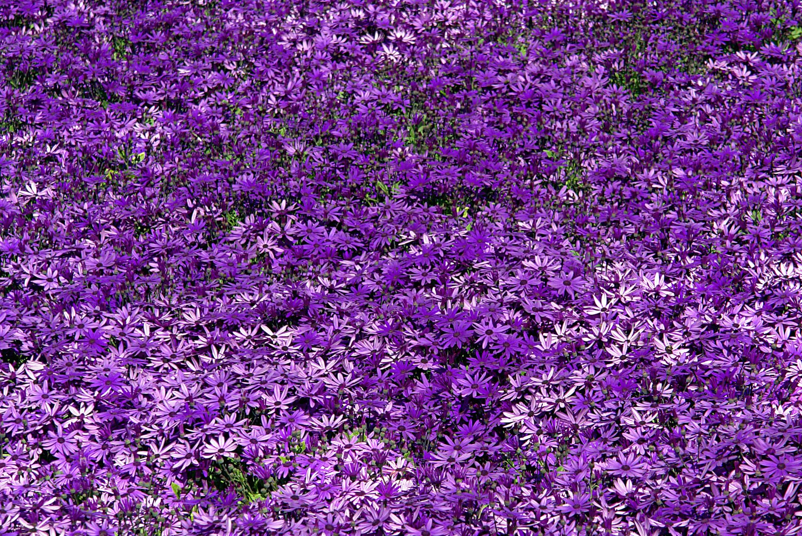 a field filled with lots of purple flowers