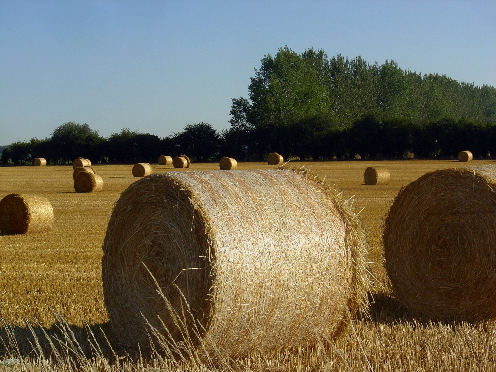 hay bales in a large, open field, with trees in the distance