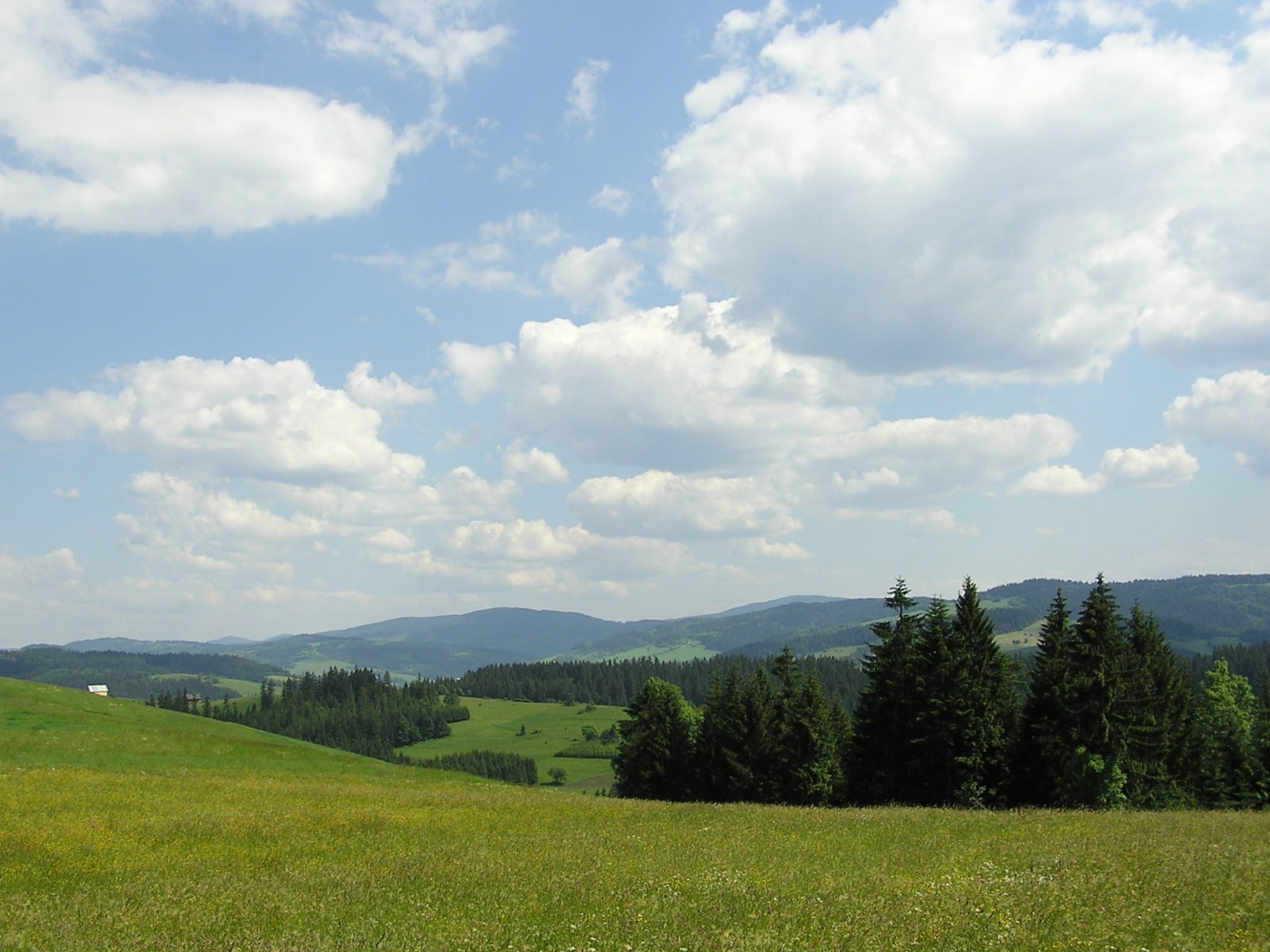 the grass is growing in a meadow and hills are in the distance