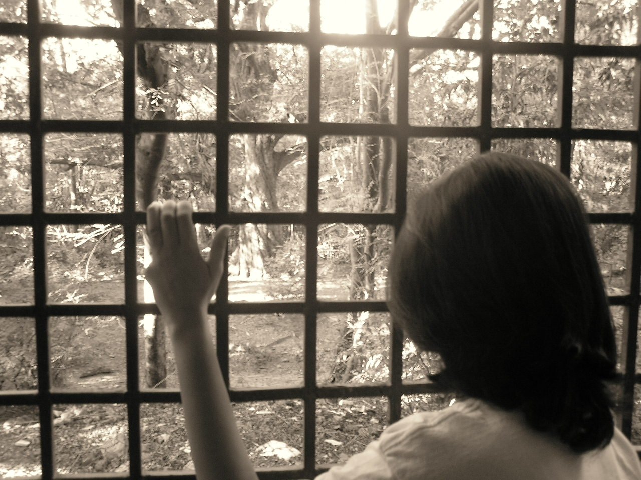a person looking out a window at the forest