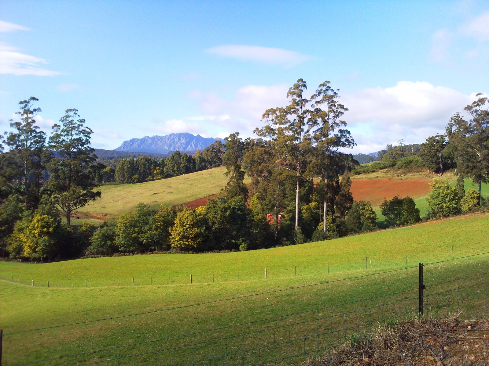 a lush green hillside with lots of trees on top