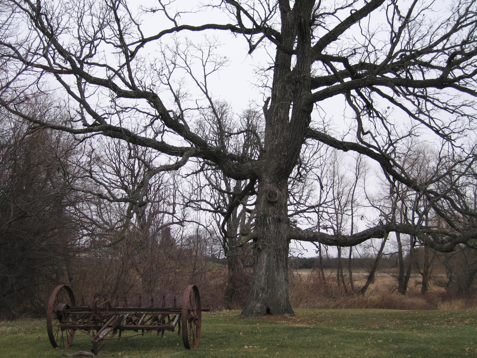 an old rusty wagon sitting in front of a tree