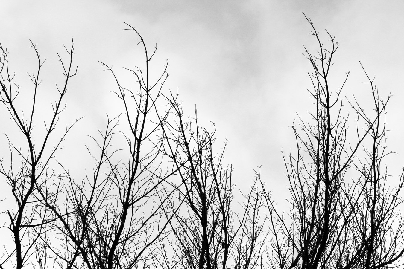 black and white trees against a partly cloudy sky