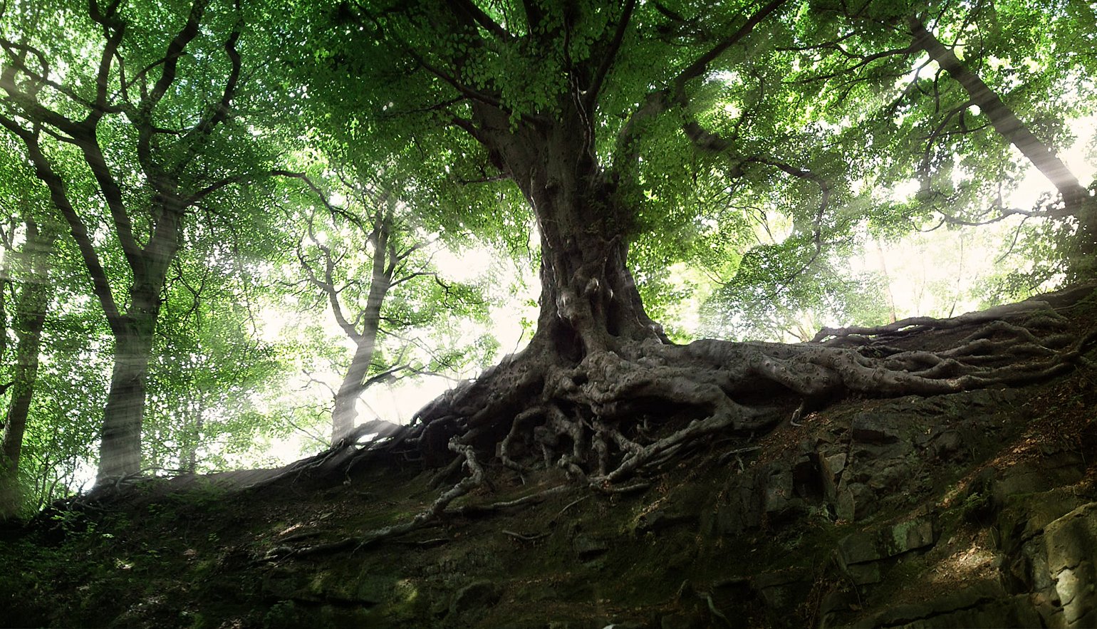 an old tree with exposed roots grows high into the sky