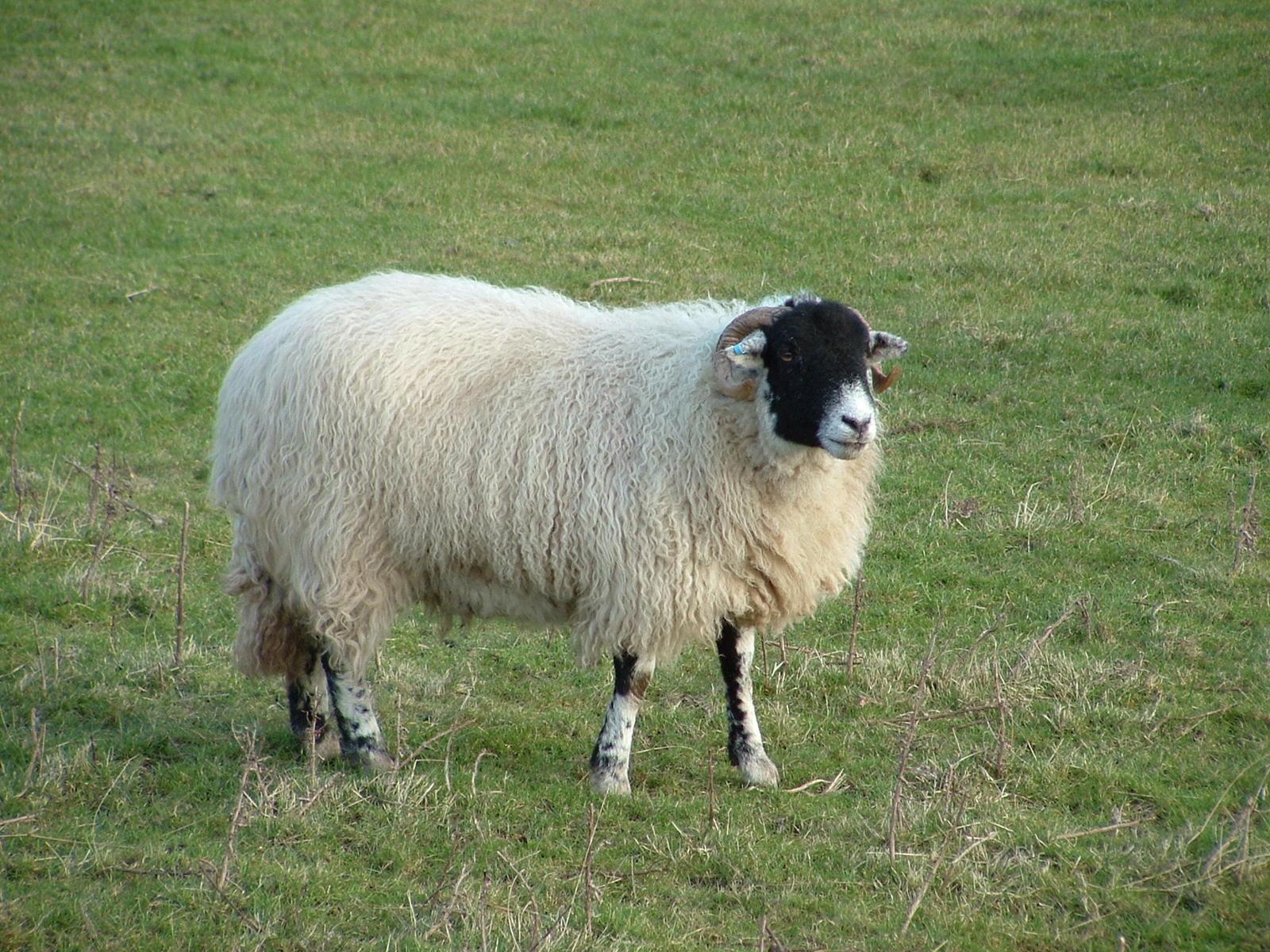 a sheep stands in an open field of grass