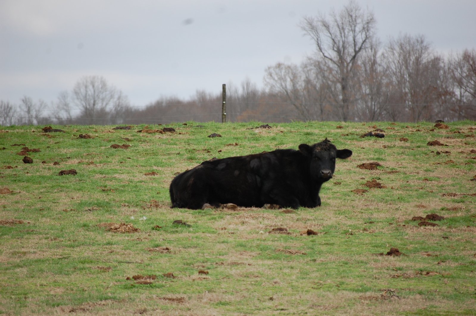 there is a black cow that is sitting in the grass