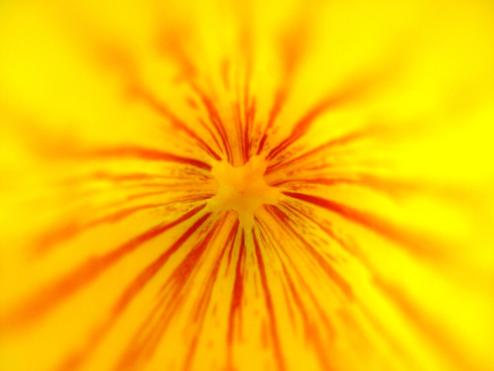 a close up of a yellow flower with very bright colors