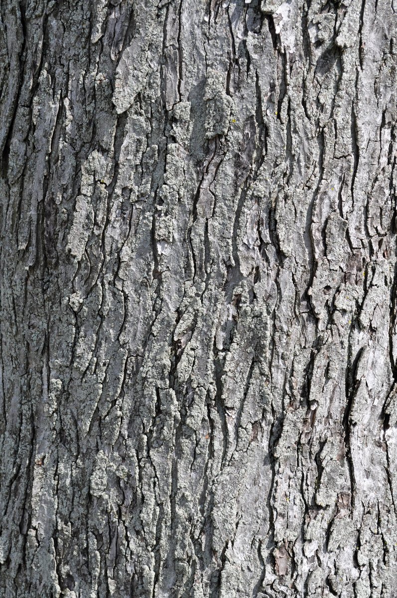 closeup image of the bark of a tree