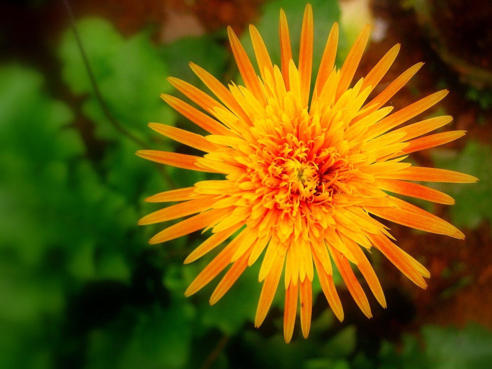 a single orange flower that is in the middle of some foliage