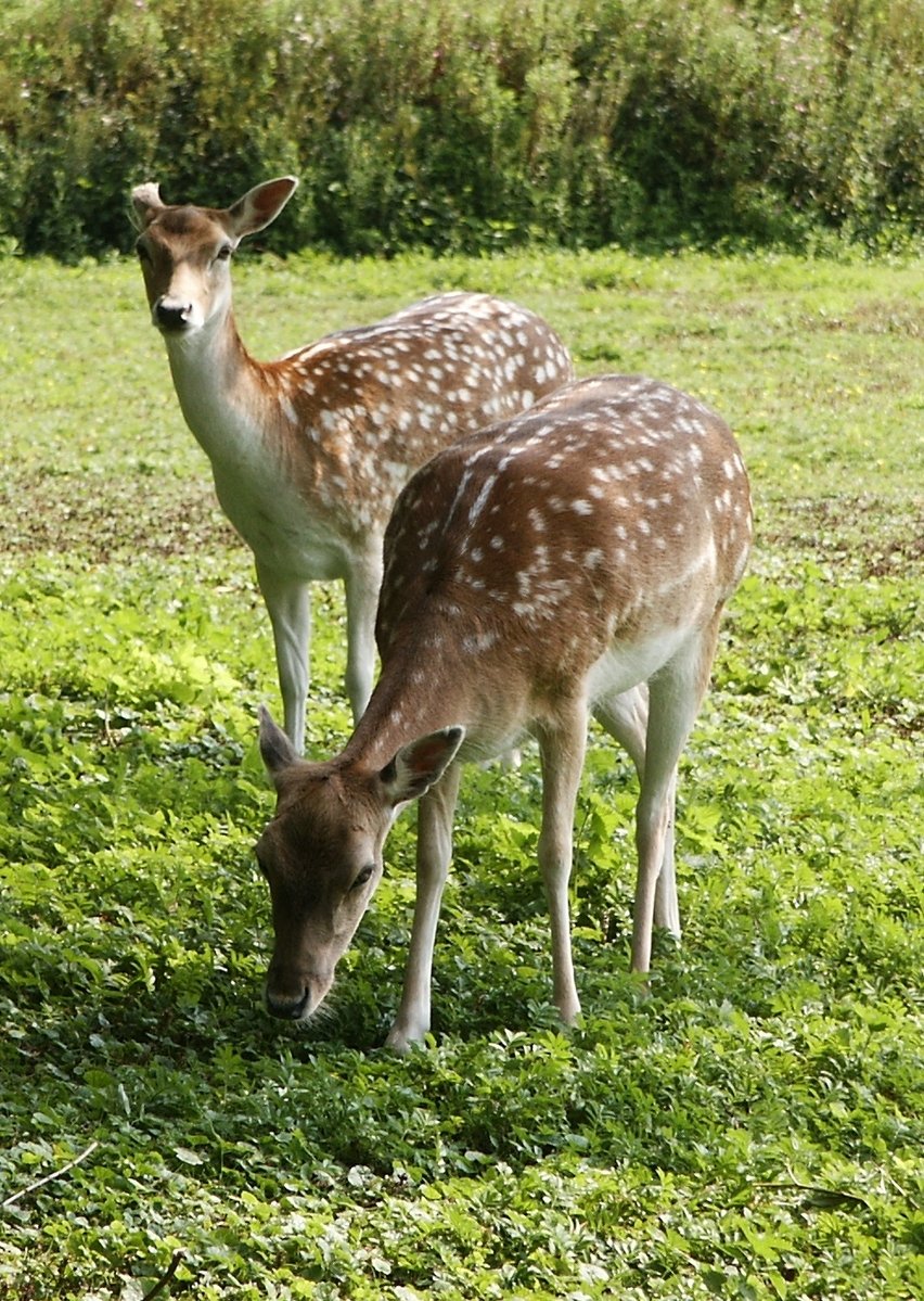 the two young deer are grazing in the field