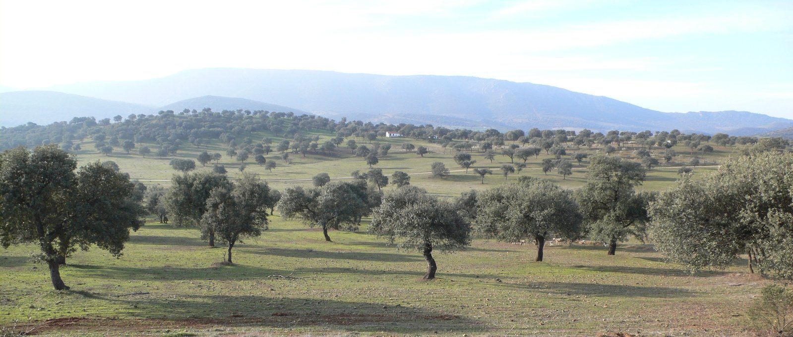 a herd of animals standing on top of a grass covered field