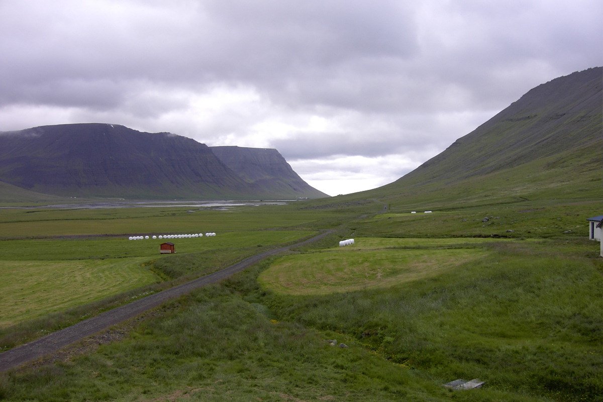 horses graze on the far side of the green plain