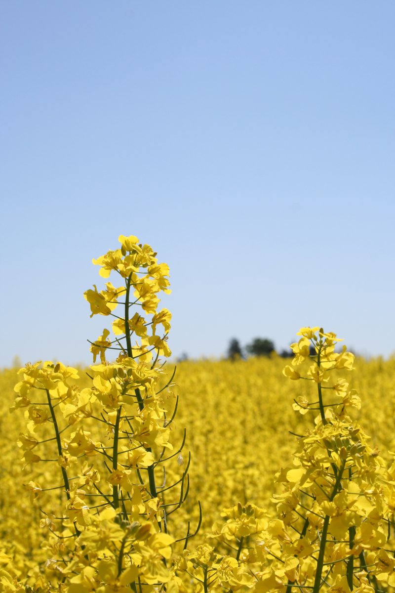 a large field full of yellow flowers next to a building