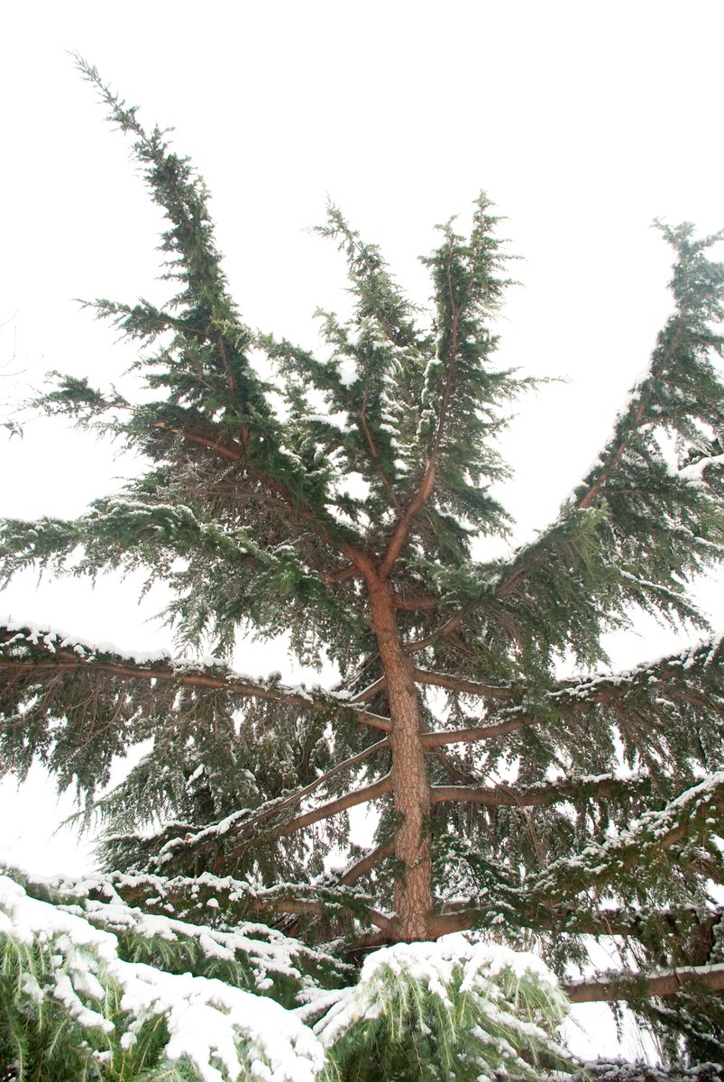 there is a large tree in the foreground and snow on the ground