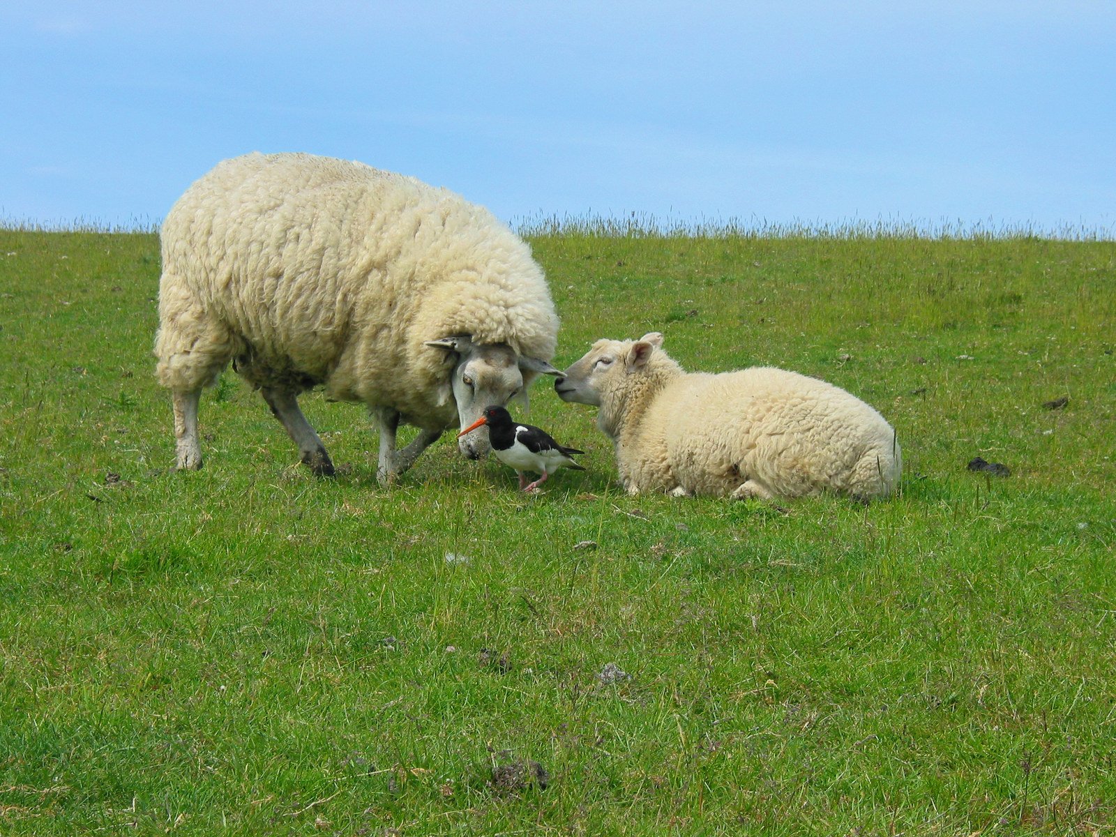 an adult sheep and two lambs standing in a grassy field