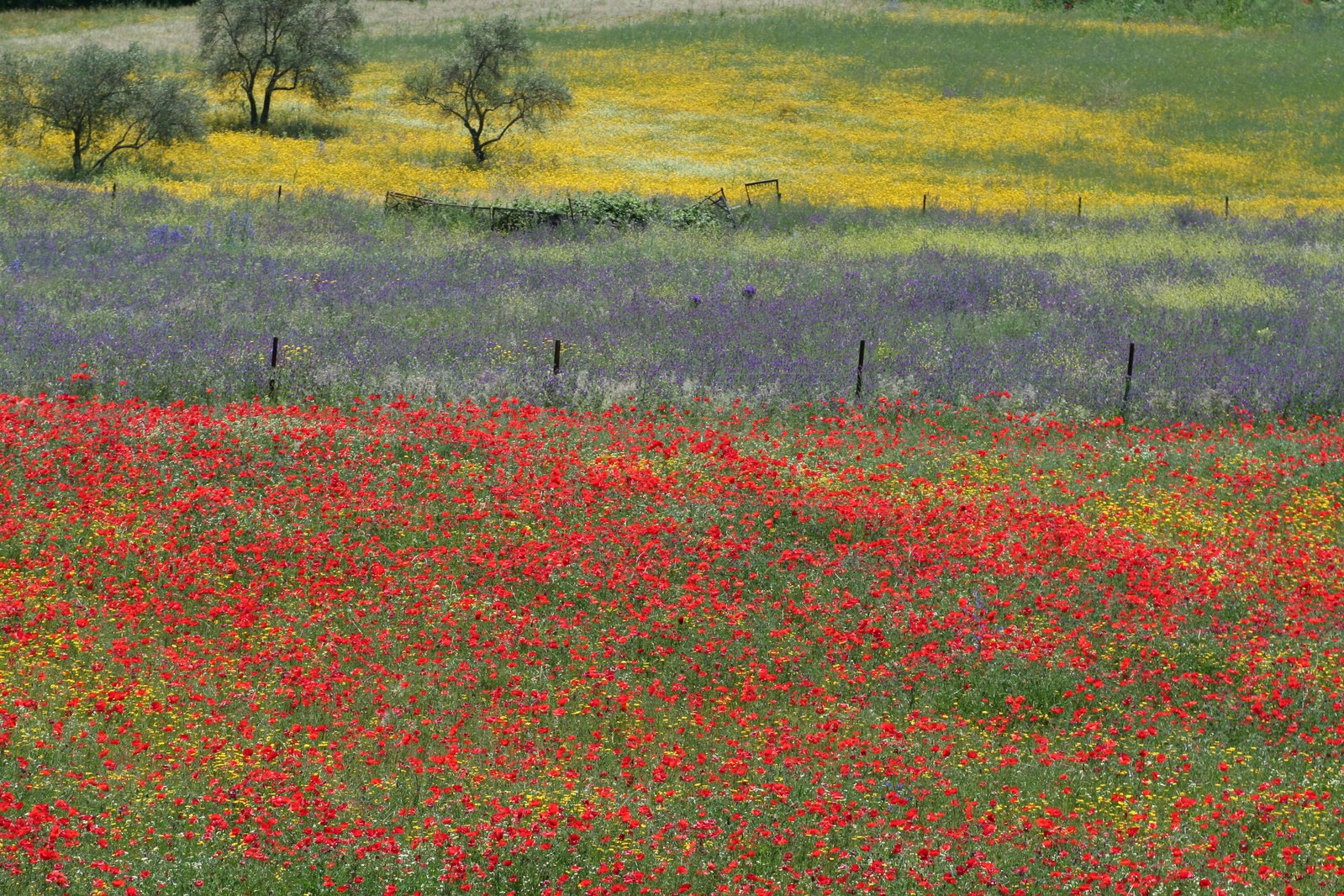 flowers and trees in an open meadow surrounded by barbed wire