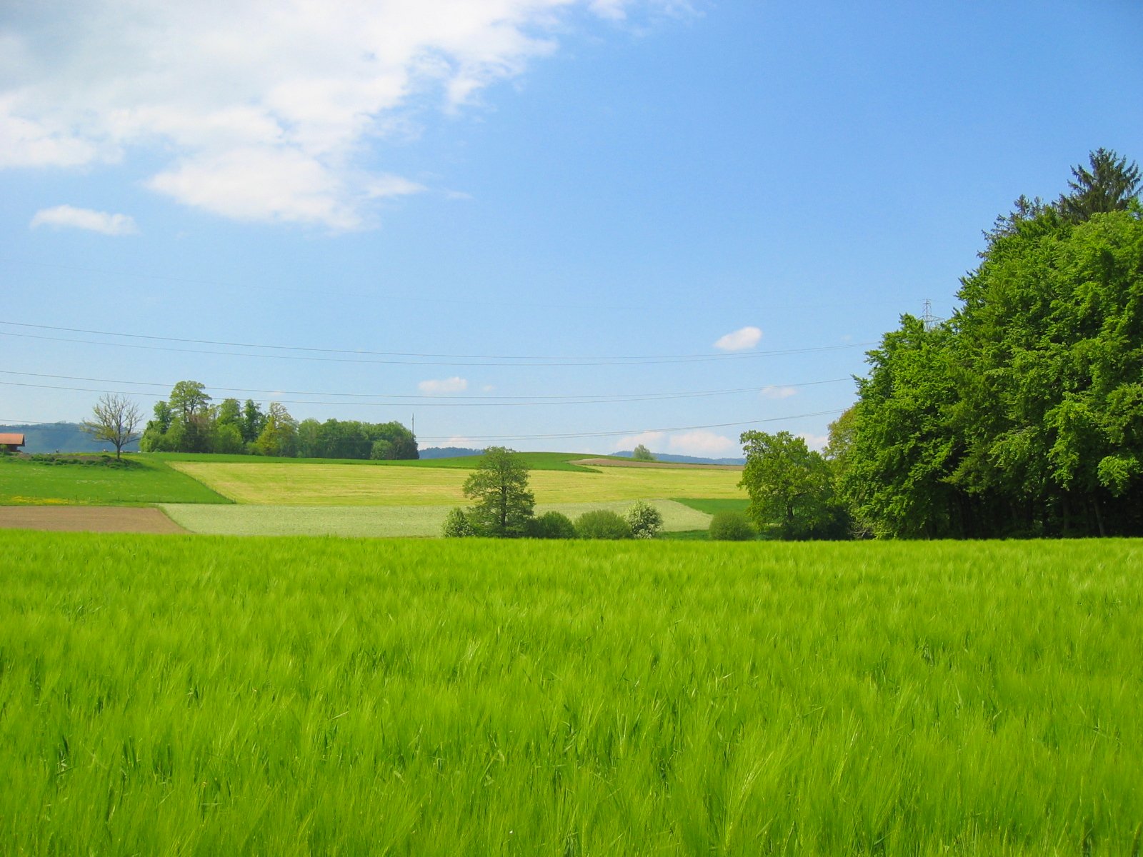 a field is shown with green grass in the foreground