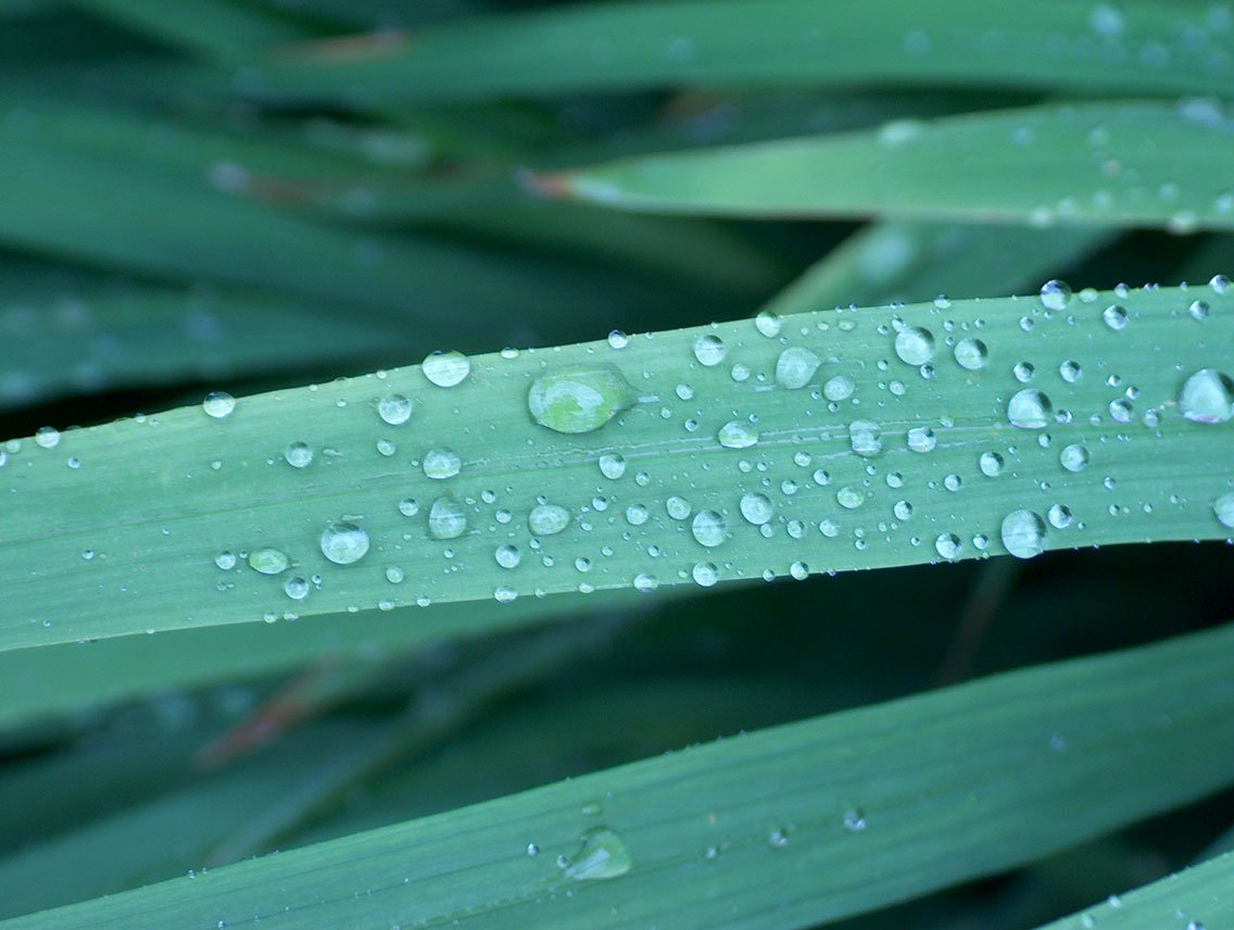 rain droplets are falling onto the green leaves