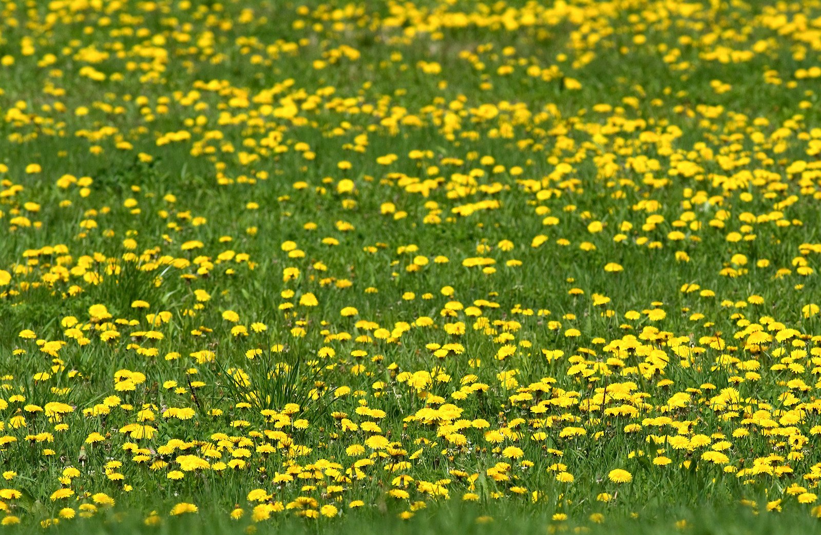 several yellow flowers in the field near a fence