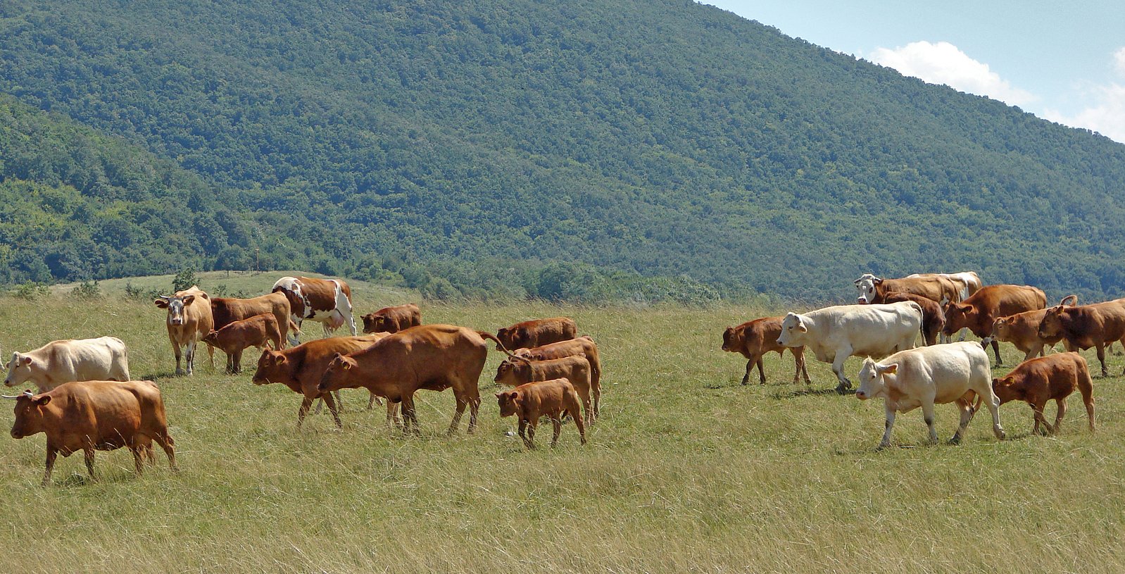 a group of cows that are standing in the grass